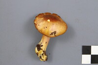 Tricholomopsis rutilans image